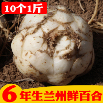(Buy a catty for a catty) Original dress 10 One catty of Gansu Lanzhou Fresh lilies edible sweet lilies Non-lilies