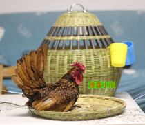  Chicken cage entry version flat head chicken cage 42 thick colorful pheasant breeding chicken cage Bamboo pet chicken cage viewing