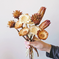(Imported Sun chrysanthemum) natural dried flower dried branch African feather chrysanthemum hair honeycomb flower arrangement eternal flower snow lotus flower