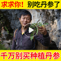 Salvia tablets of medicinal herbs premium 500g conditioning wild can be used with Sanqi Sheng drinking water to drink