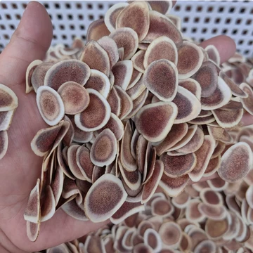 鹿茸500克-鹿茸500克促销价格、鹿茸500克品牌- 淘宝