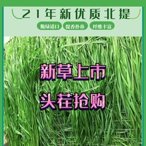 2021 drying Beittimothy grass ChinChin guinea pig rabbit hay Dutch pig super grass grain gross weight 2kg