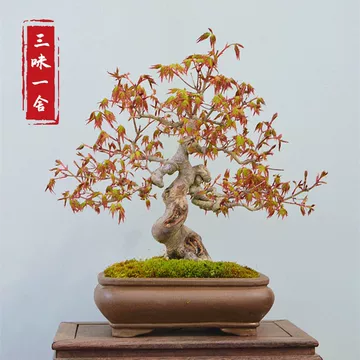 盆栽 紅葉 紅葉盆栽圖片- 海量高清紅葉盆栽圖片大全- 阿里巴巴