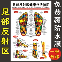 Foot reflection area wall chart foot foot therapy massage benefits picture Meridian acupoint map illustration Chinese medicine health poster