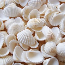 Half a catty of natural shell conch white shell white coconut fish tank aquarium decorative hairy shell veneer wall DIY