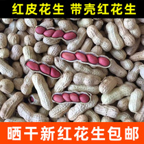 Shell dried red peanut red skin small grain raw peanut four red peanut new raw peanut