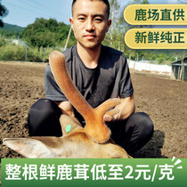 Maple fresh velvet antler Jilin whole root stubble two-bar deer antler with blood sliced wine wine medicinal materials Deer field direct supply