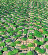 Mountain cover green leaf net slope protection net hillside green planting climbing net simulation cover mine green barbed wire