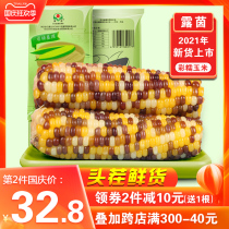 (21 years of new goods) 10 send 1 Luyin small color glutinous corn sticky flower corn cob sticky tender special delicious Northeast