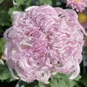 激レア新品予告 雪粉黛　大菊 ピンクorホワイト 菊の花 鹅毛粉黛大菊苗-鹅毛粉黛大菊苗促销价格、鹅毛粉黛大菊苗品牌- 淘宝