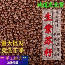 Northeast Xinhuosheng Su seed farm self-produced perilla seeds Edible raw perilla oil raw materials barbecue material 500g clean