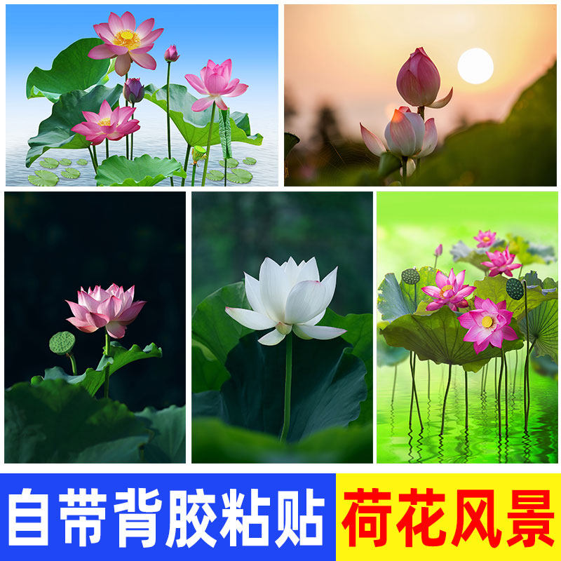 荷花扇面画-荷花扇面画促销价格、荷花扇面画品牌- 淘宝