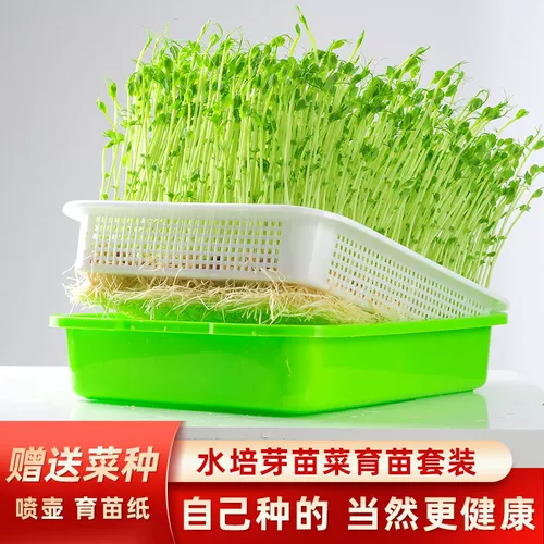 Саженцы бутонов, саженцы, культивирование, выращивание воды, оборудование овощного оборудования, ростки бобов, ростки гороха, ростки, саженцы бобов