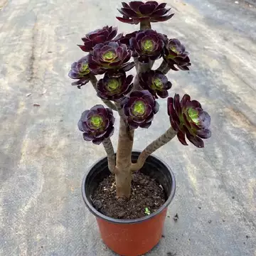 法师多肉植物老桩-法师多肉植物老桩促销价格、法师多肉植物老桩品牌- 淘宝
