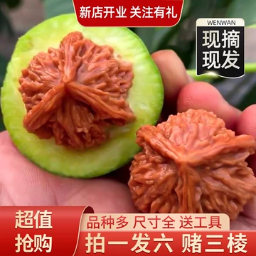 文玩堂：天下第一楼文玩胡桃（稀少品） 文玩堂：天下第一楼文玩胡桃