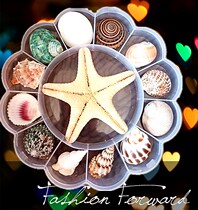 Shell conch coral starfish gift box specimen kindergarten marine science materials children gifts