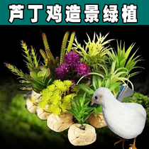 Luding Chicken Green Plant decoration View Specialty Supplies Plant Small Flower And Grass rearing Box View Arrangement Villa Cage full package