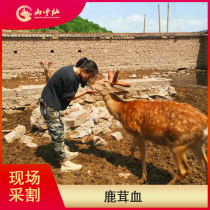  Sika Deer velvet blood