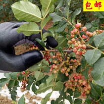 Pick pepper special artifact Pinch pepper artifact anti-tie mulberry leaf picker Pick pepper gloves Nail anti-thorn gloves