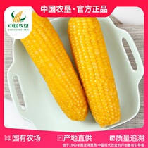 (China Agricultural Reclamation)Beidahang Glutinous corn cob 8 vacuum fresh ready-to-eat sticky corn kernels