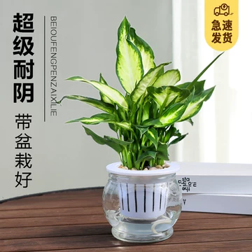 植物室内盆栽万年青-植物室内盆栽万年青促销价格、植物室内盆栽万年青