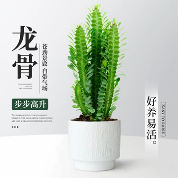 仙人掌树老桩-仙人掌树老桩促销价格、仙人掌树老桩品牌- 淘宝