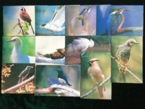 A set of 10 postcard rare birds