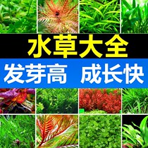 Green plant fish tank decoration simulation in water-grass entry-level oxygenated fresh water four-season fish tank