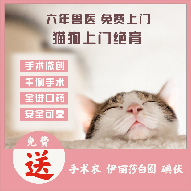 Hangzhou Minimally invasive pet neutering Cat neutering Male cat Castration Female cat estrus Neutering Veterinary door-to-door service