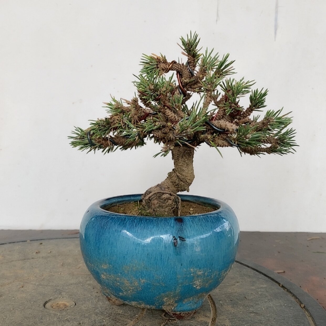 精品五针松-精品五针松促销价格、精品五针松品牌- 淘宝