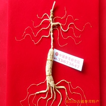 Northeast Changbai Mountain Forest Wild Ginseng 40 Years Wild Ginseng Lingyang Ginseng Mountain Ginseng with First-class Certificate