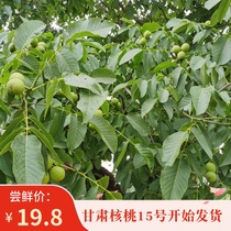Gansu 2021 fresh wet walnuts spot now pick off 5 pounds of green skin pregnant women with green skin raw walnuts pregnant women