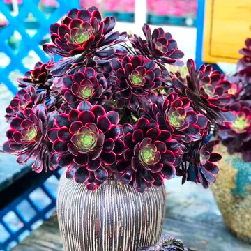 法师多肉植物老桩-法师多肉植物老桩促销价格、法师多肉植物老桩品牌- 淘宝