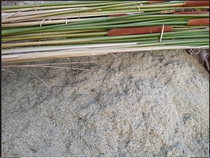 Research colleges and universities for aquatic plants Dapu Rod powder cattail straw powder yellow calamus straw powder 250g