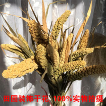 Natural ears of grain Millet spike dried flower bouquet Sorghum decorative ornaments branches Pastoral harvest farm house shooting props