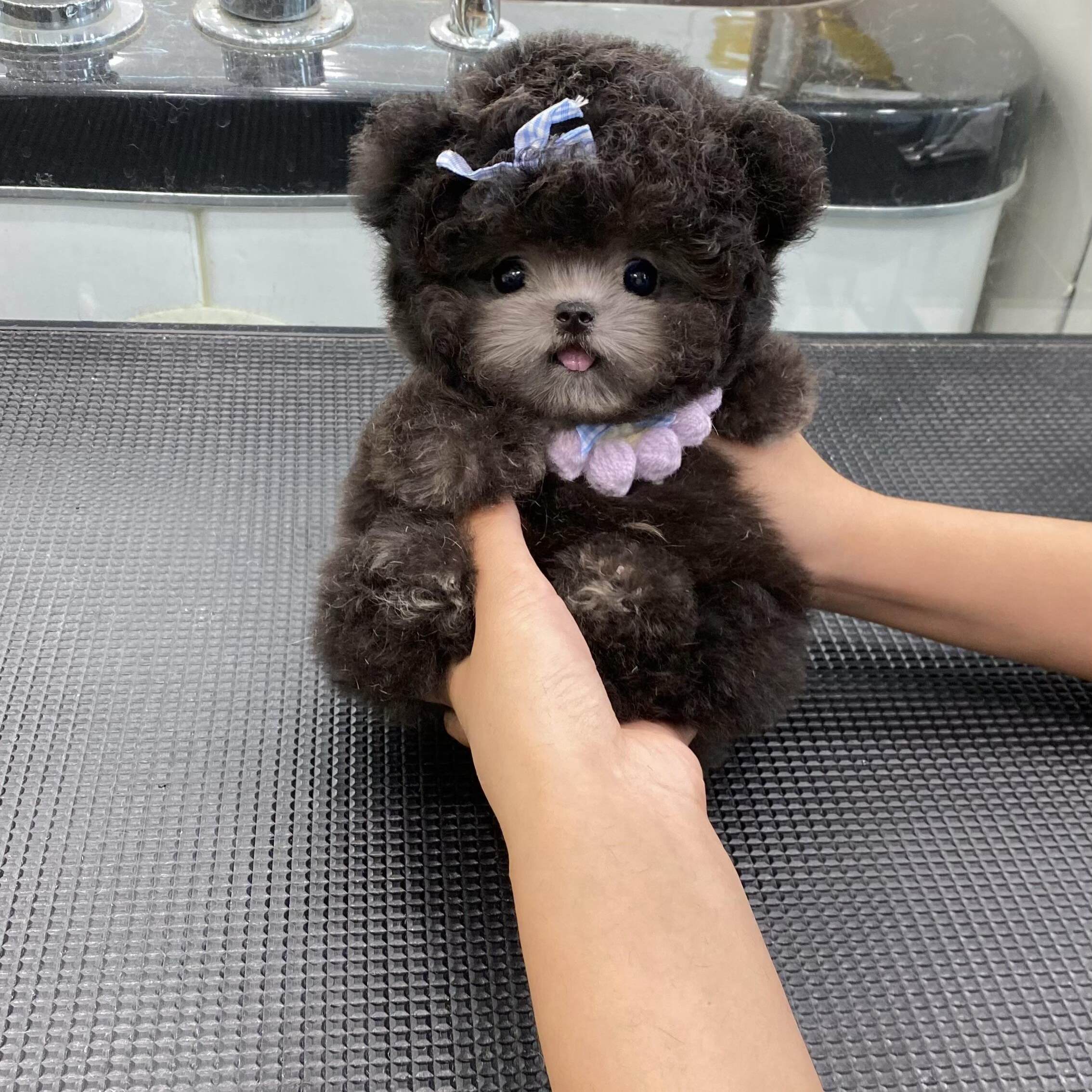 💖 宠物生活新篇章 —— 灰泰迪贵宾犬 🐾-宠物-淘宝好物网