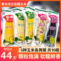 Huangyang River white waxy yellow glutinous black glutinous corn vacuum fresh sticky sweet corn combination breakfast coarse grain 10 packs