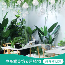 Office fake tree simulation tree large interior decoration turtle back leaf banana tree traveler banana landing green plant landscape