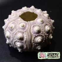 5 5 cm or so stone pen sea urchin shell randomly sent one