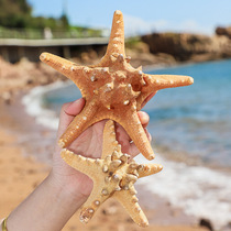 Natural starfish Oversized overlord starfish Color starfish Seaside small home floor wall decoration ornaments