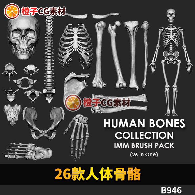骨头3d模型-骨头3d模型促销价格、骨头3d模型品牌- 淘宝