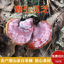  Donkey pull cart wild ganoderma lucidum slices Shennongjia pure natural red Ganoderma lucidum pruning sparkling wine 500g