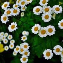 Yulandu ~ cherry blossom season DIY skin care products handmade soap raw chamomile pure Dew 100ML made in Xinjiang