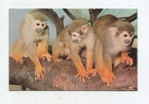 British blank old postcard three spider monkeys