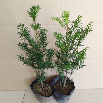 杉树盆栽-杉树盆栽促销价格、杉树盆栽品牌- 淘宝