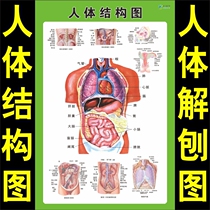 Human body structure diagram internal visceral release schematic diagram Medical Hospital deconstruction tutorial diagram diagram of heart organ