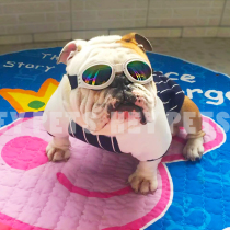 Dynamic Dog Sunglasses British Bulldog Fighting Dog Windproof Pet Funny Glasses Rain Mirror Dog Accessories Accessories
