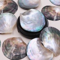 Natural black dish shell conch fish tank landscaping ornaments lacquerware inlaid DIY jewelry jewelry tray shooting props