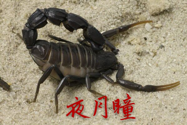 No 1 Black fat-tailed scorpion Two-color fat-tailed Scorpion with exaggerated tail ratio Artificial breeding pet Desert Scorpion