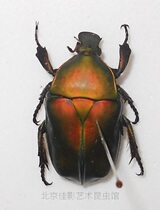 Wet insect Nichiren golden turtle (orange-red) Pseudo-broad-flowered golden turtle (genus) Personality beautiful color gradient
